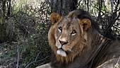 Male African lion, Kenya