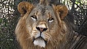 Male African lion, Kenya