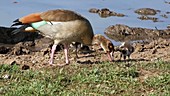 Egyptian geese feeding, Kenya