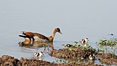 Egyptian geese swimming, Kenya
