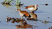 Egyptian geese and goslings, Kenya