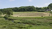 Hay baling, time-lapse footage