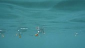Atlantic puffins swimming, from below