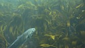 European bass swiming in kelp