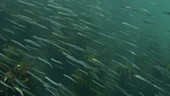 Shoal of lesser sand eels swimming above kelp