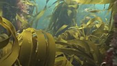 European bass swiming in kelp