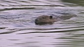 European beaver swimming in a lake