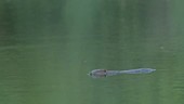 European beaver swimming in a lake