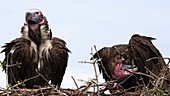 Vultures on nest, Kenya