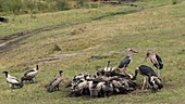 Marabou storks and vultures, slow motion