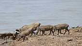 Warthogs near water, Kenya