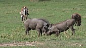 Warthogs fighting, Kenya