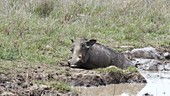 Warthog in mud, Kenya
