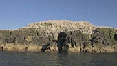 Northern gannets on Grassholm Island