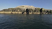 Northern gannets on Grassholm Island