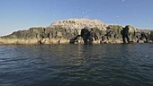 Northern gannets on Grassholm Island