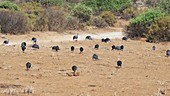 Vulturine guineafowl, Kenya