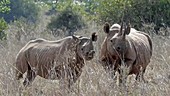 Black rhino mother and calf, Kenya