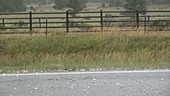 Hailstones on road