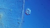 Flagellated spore release, light microscopy footage