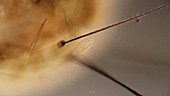 Stylonychia ciliate feeding, light microscopy footage