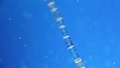 Colonial algae and algal strand, light microscopy footage