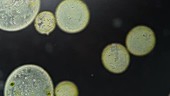 Volvox algae colonies, light microscopy footage