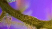 Moss plant, light microscopy footage