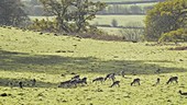 Fallow deer herd, Wales