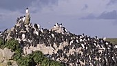 Guillemot colony, Pembrokeshire, Wales