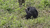 Captive siamang gibbon