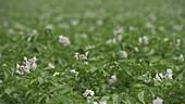 Potato crop in flower