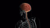 Human Anatomy, Organs and Skeletal System