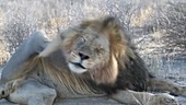 Male lion scratching and roaring