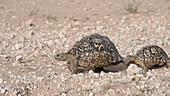 Leopard tortoise in pursuit