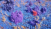 Upper cell membrane, animation