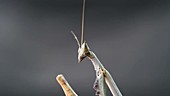 Close-up of praying mantis grooming