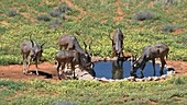 Kudu bulls at a water-hole