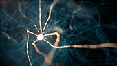 Neurons animation