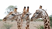 Male giraffes necking