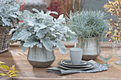 Silver Leaf 'silver Gleam' And Curry Herb In Silver Pots