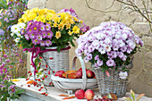 Chrysanthemum Trio And 'kiwhite' In Baskets