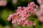 Pinke Blüten vom Buchweizen