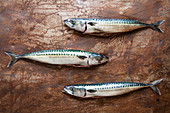 Three fresh mackerel on patinered sheet metal