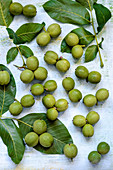 Green walnuts on a wooden blue background