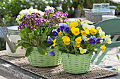 Pansies And Primroses In Green Baskets
