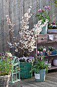 Frühlings-Balkon mit Frühlingsblühern und Zierkirsche