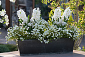 Weiß bepflanzter Frühlingskasten