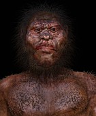 Homo naledi male, illustration