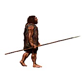 Neanderthal hunter, illustration